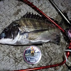 2023/08/18 南港ヘチ釣り釣行