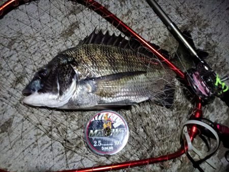 2023/08/18 南港ヘチ釣り釣行