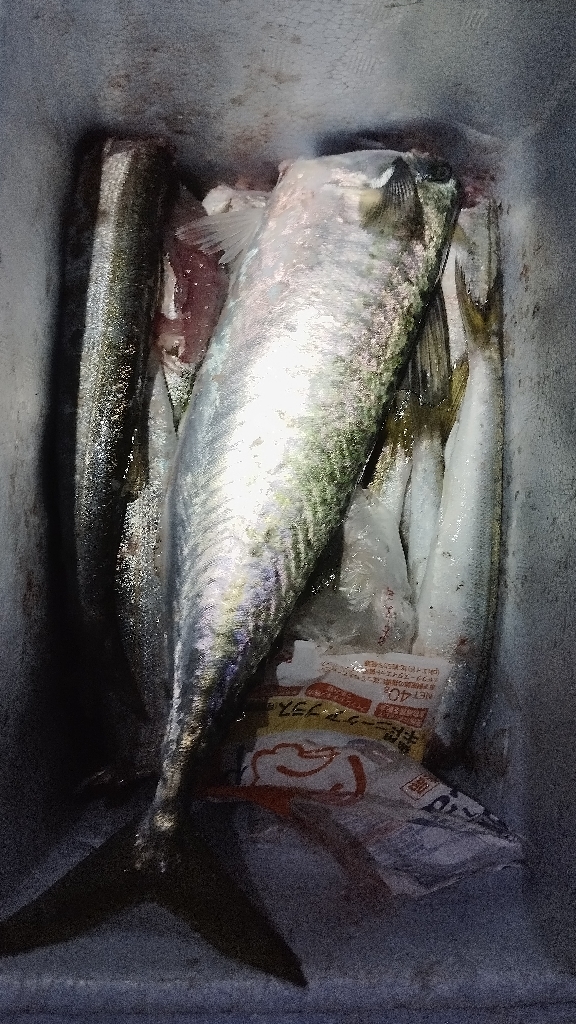 カマスとサバ祭り