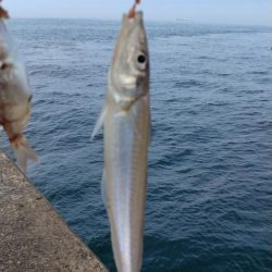 良型キスが釣れない播磨新島