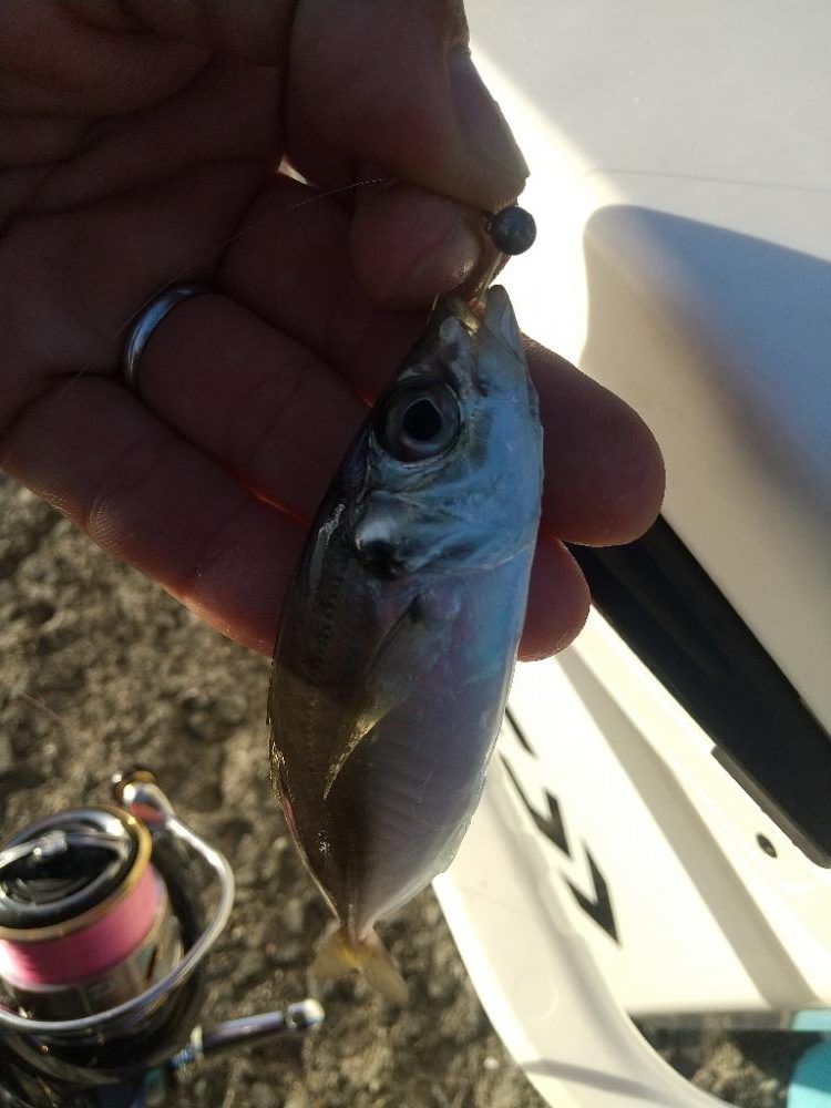 久々のポイント