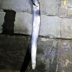 太刀魚チャレンジ