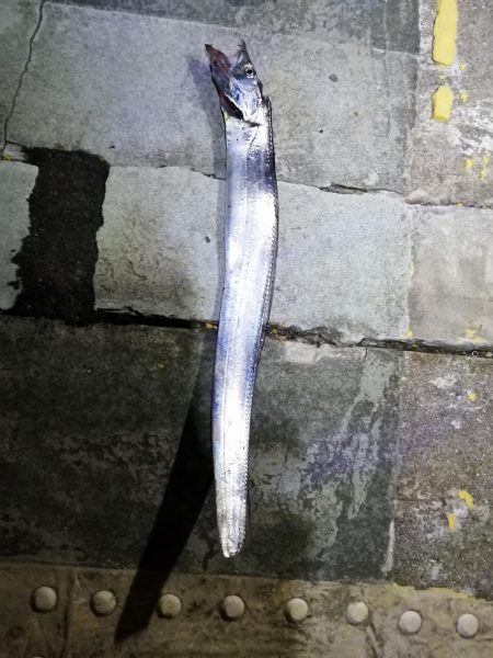 太刀魚チャレンジ