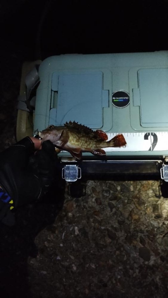 今日はシブシブ