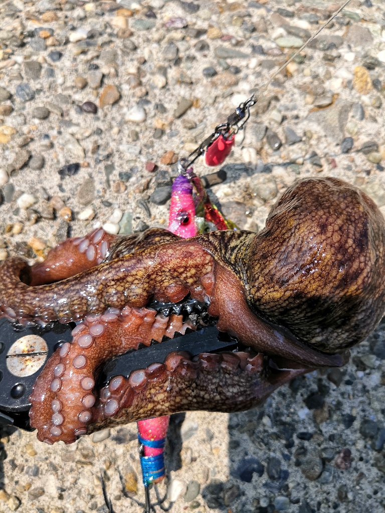 シーズン最後は2タコ