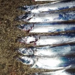 タチウオ高活性