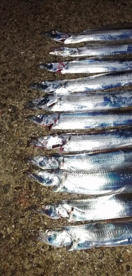 タチウオ高活性