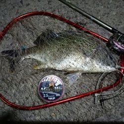 2023/08/21 南港ヘチ釣り釣行