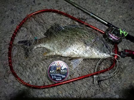 2023/08/21 南港ヘチ釣り釣行