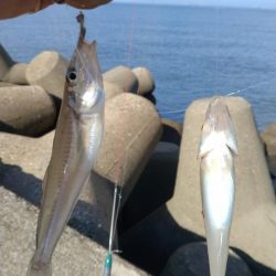 高砂港のキス調査