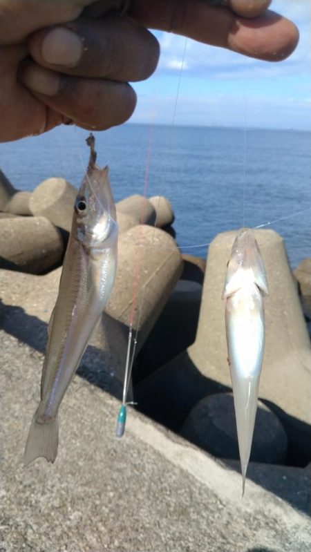 高砂港のキス調査