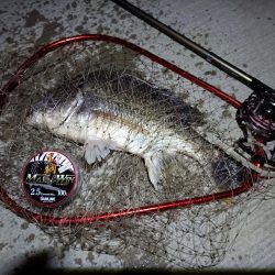 2023/08/22 南港ヘチ釣り釣行