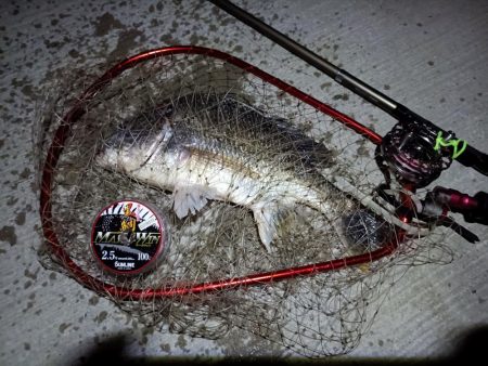 2023/08/22 南港ヘチ釣り釣行