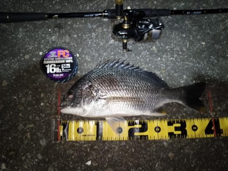 ボウズ逃れのキビレ