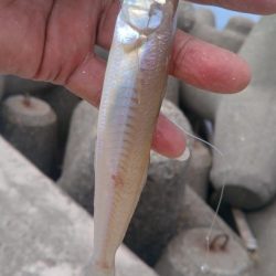 高砂港のキス調査Ⅱ