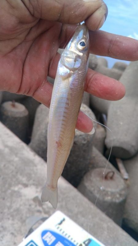 高砂港のキス調査Ⅱ