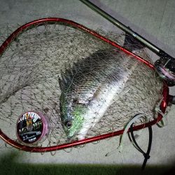 2023/08/24 南港ヘチ釣り釣行