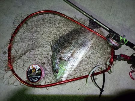 2023/08/24 南港ヘチ釣り釣行