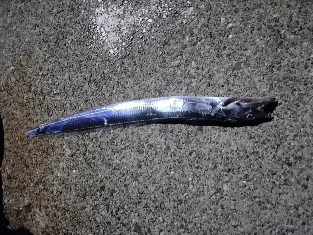 ガシラ　タチウオ　エソ