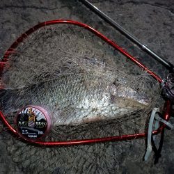 2023/08/25 南港ヘチ釣り釣行