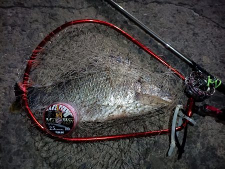 2023/08/25 南港ヘチ釣り釣行