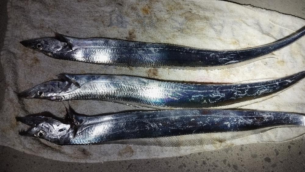 やっとこさ和歌山のタチウオ始まったようです！