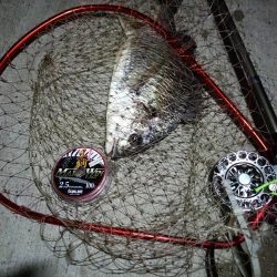 2023/08/28 南港ヘチ釣り釣行