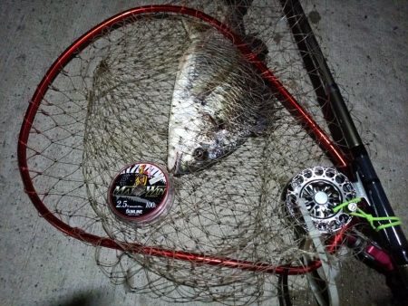 2023/08/28 南港ヘチ釣り釣行