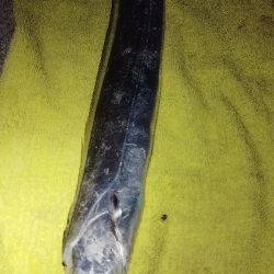 そうだ。晩飯釣って帰ろ