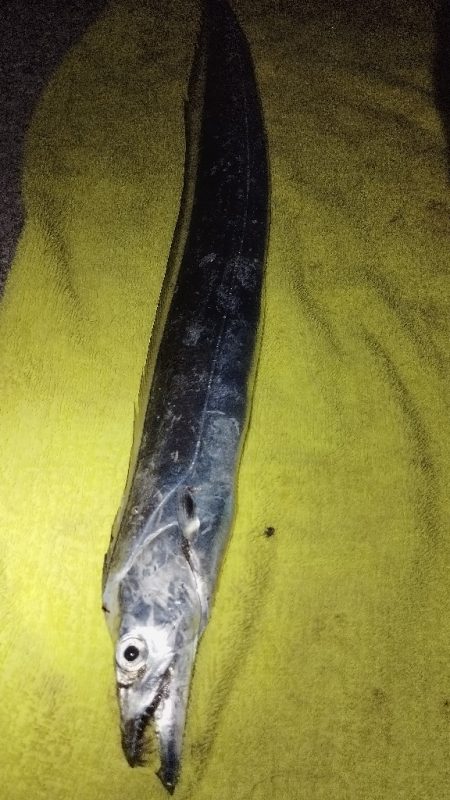 そうだ。晩飯釣って帰ろ