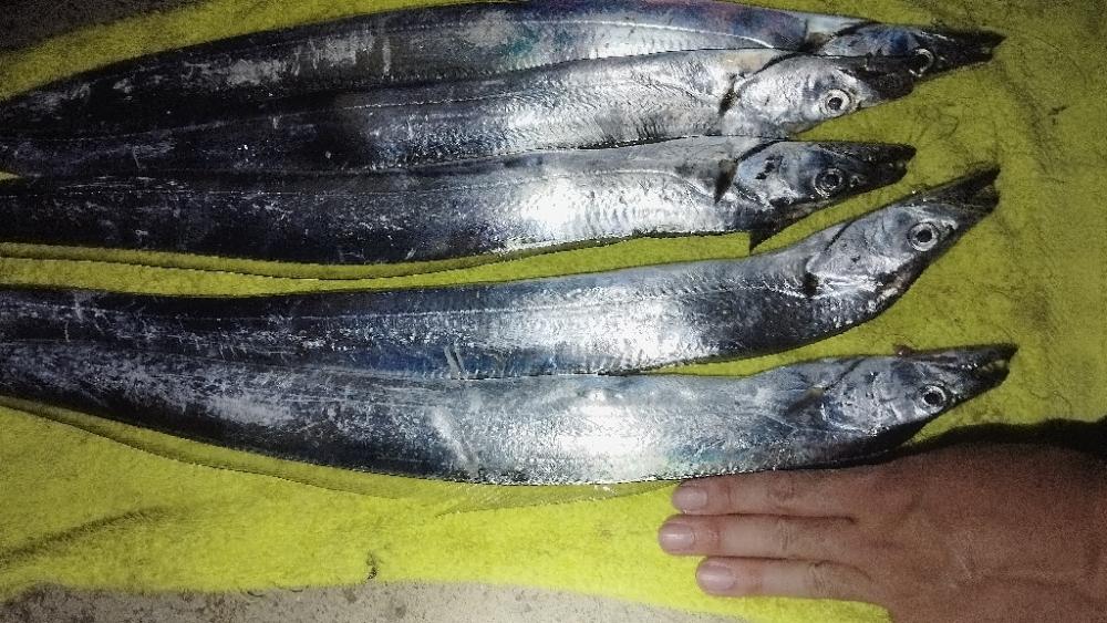 1年で1番釣りやすい時期