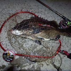 2023/08/30 南港ヘチ釣り釣行