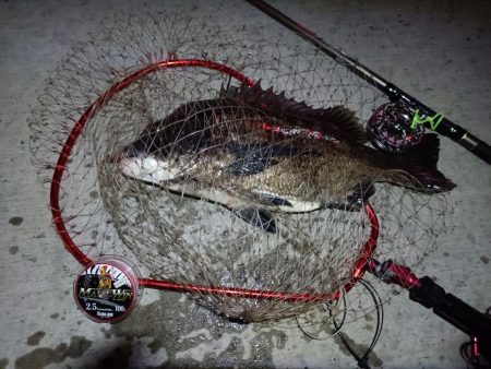 2023/08/30 南港ヘチ釣り釣行