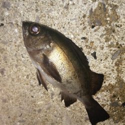 満月うらめしや