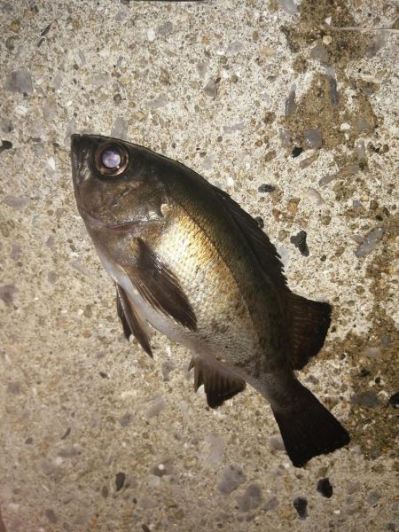 満月うらめしや