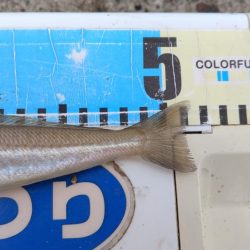 播磨新島のキス釣査