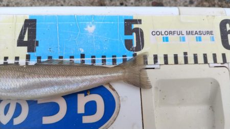 播磨新島のキス釣査