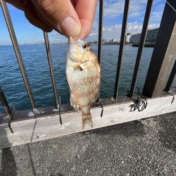 アジフィーバー②