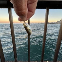 アジフィーバー③