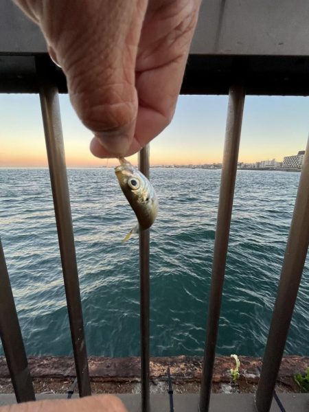 アジフィーバー③