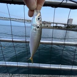 アジフィーバー④