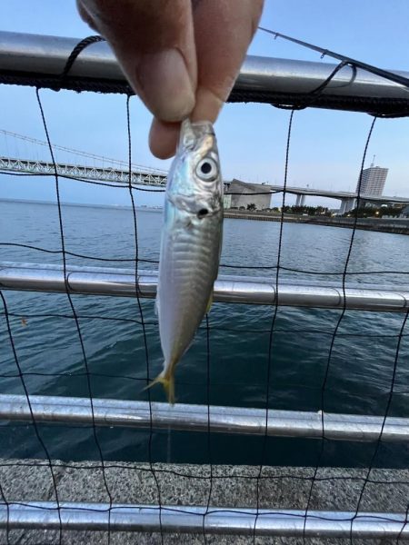 アジフィーバー④