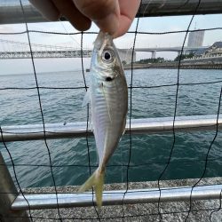 アジしか勝たん