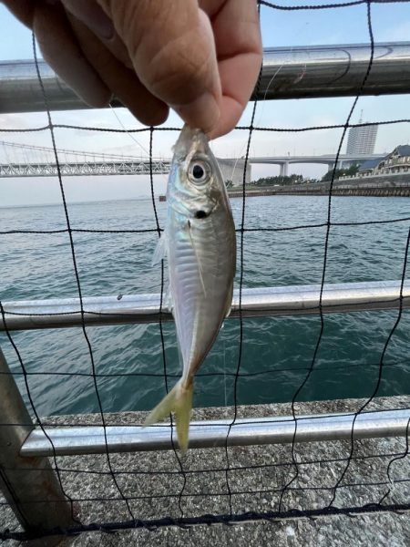 アジしか勝たん