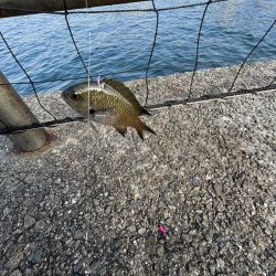 アジしか勝たん②