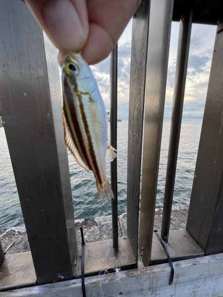 ウリボウの季節