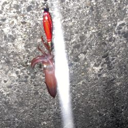 久しぶりにエギング