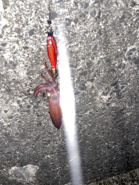 久しぶりにエギング