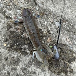 小樽港でシャコとサビキ釣り！！