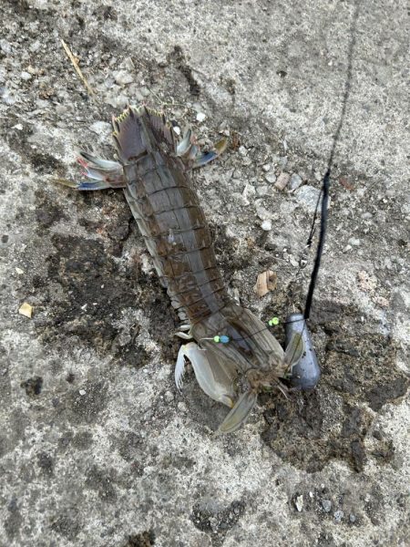 小樽港でシャコとサビキ釣り！！
